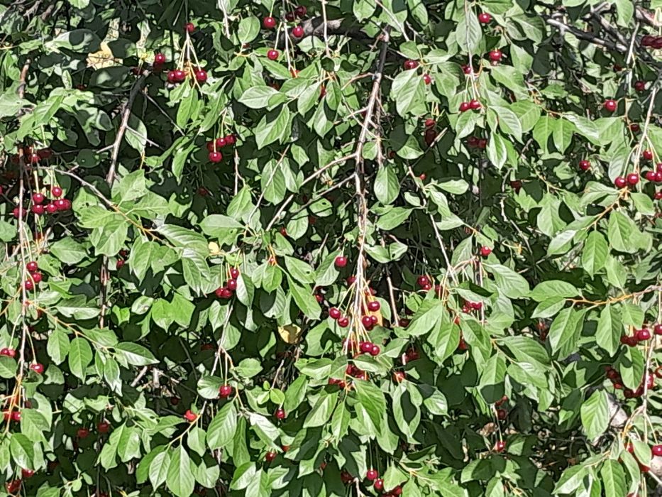 6 сотх дача Паркент