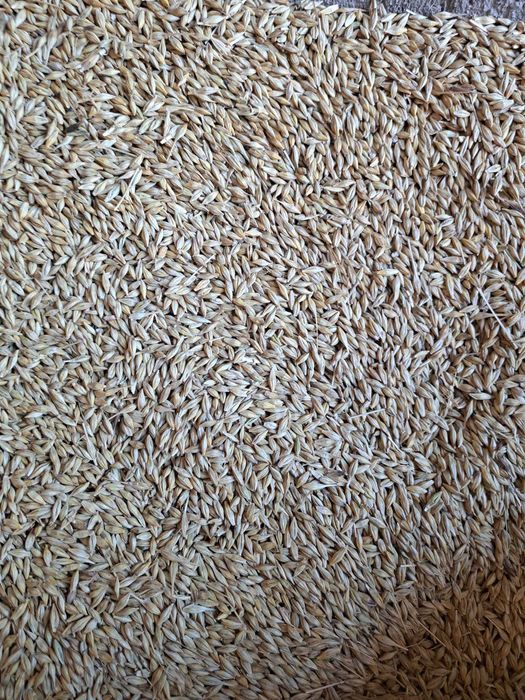 Vand orz productie 2025