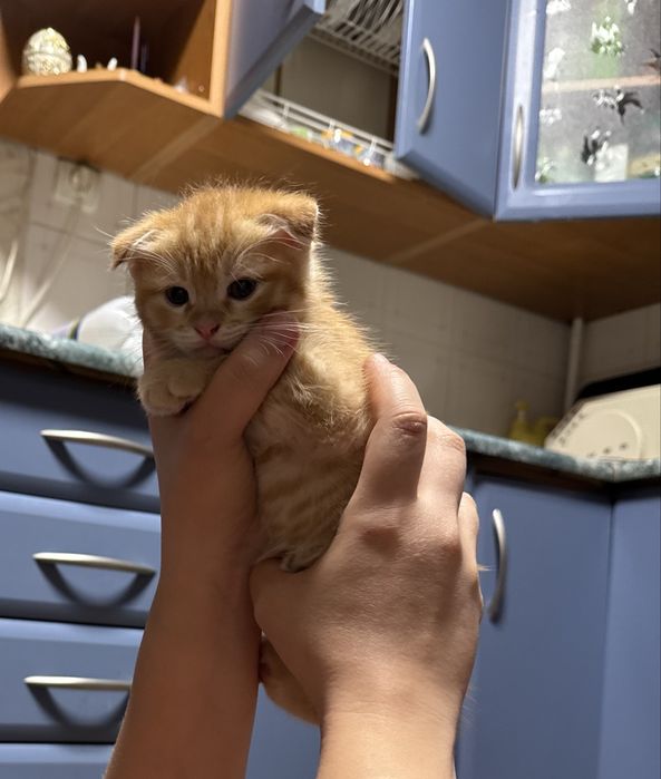 Котята скоттиш фолд