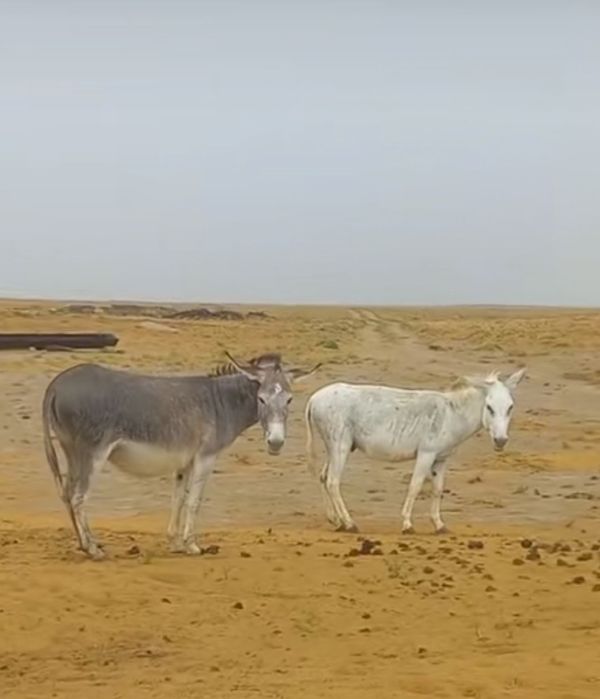 Әйелдің пенисіне эротикалық сақиналар және құлдық