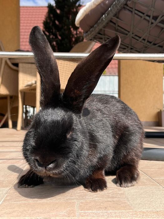 Mascul Fluture German Janet Negru