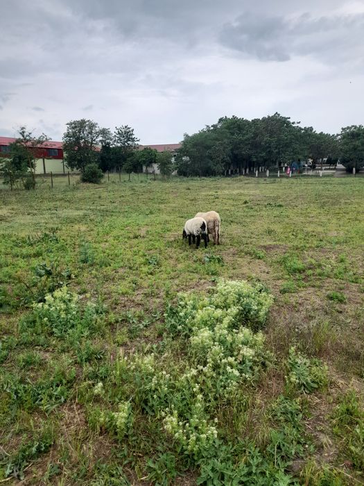 De vanzare o oaie cu miel, la prima fătare