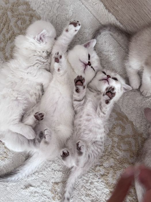 Котятки на продажу