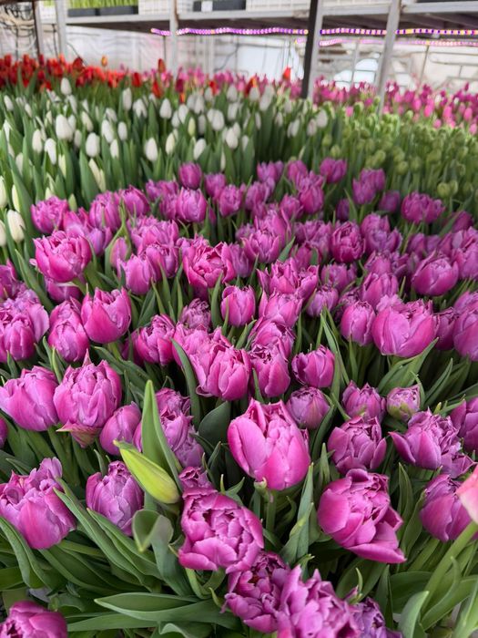 Тюльпаны оптом и в розницу