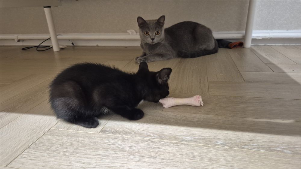 Чёрные котятки ищут дом