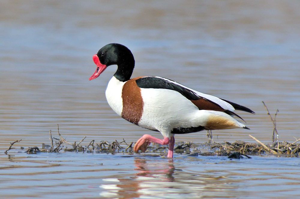Vând Rațe exotice, de ornament, lebede, gâște