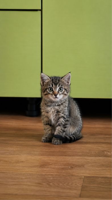 Самый милый котенок