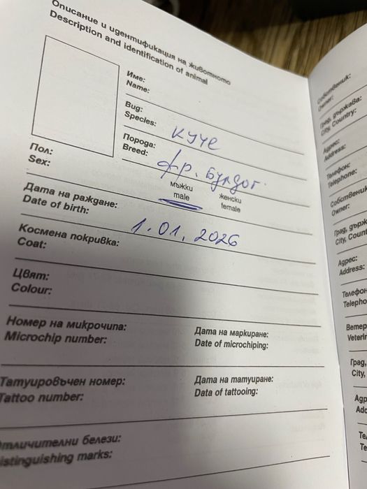 Френски   булдог