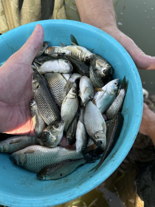 Малек. (Сиголетка)