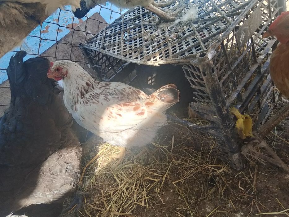 Тауыктар сатылады