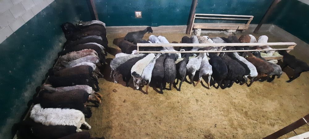 май семиз кой токты тусак кошкар