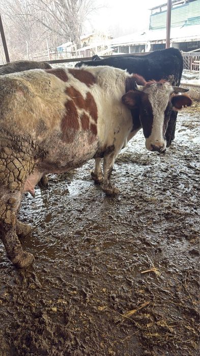 Корова, КРС, телки