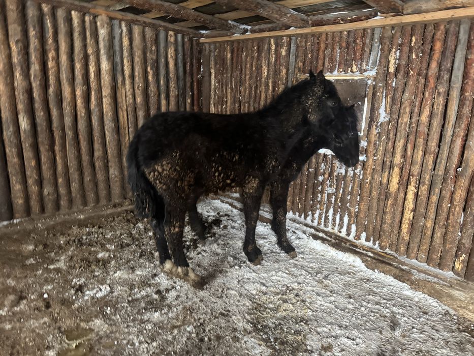 Жабагы жеребята с откорма