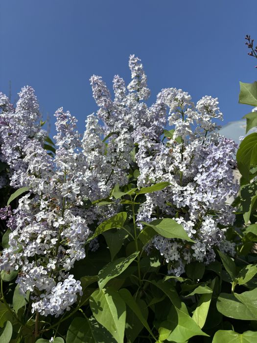 Апрельская сирень