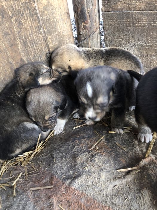 Donez catelusi 4 fete si 3 baieti