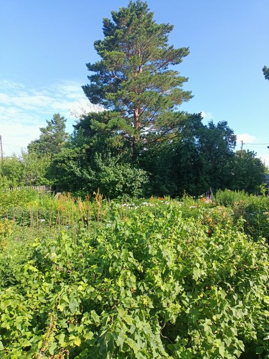 Дача пионер лагеря