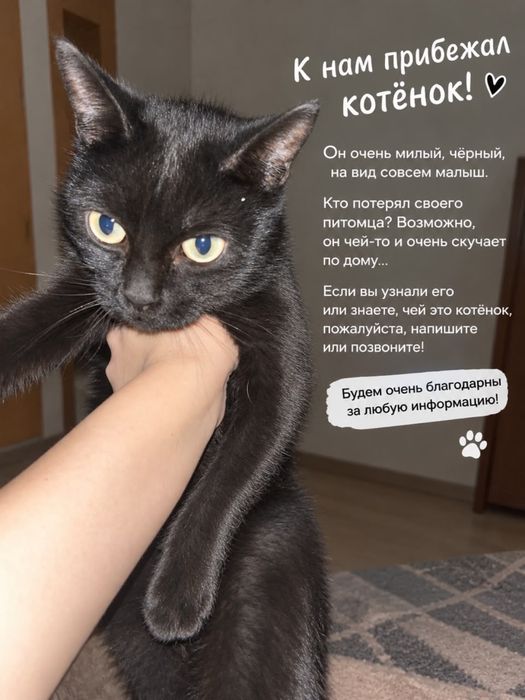 Котенок в хорошие руки