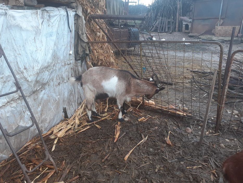 Capre gestante de vânzare