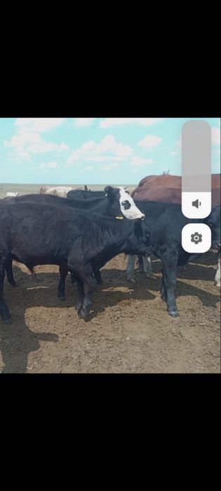 Продам подсосных телят