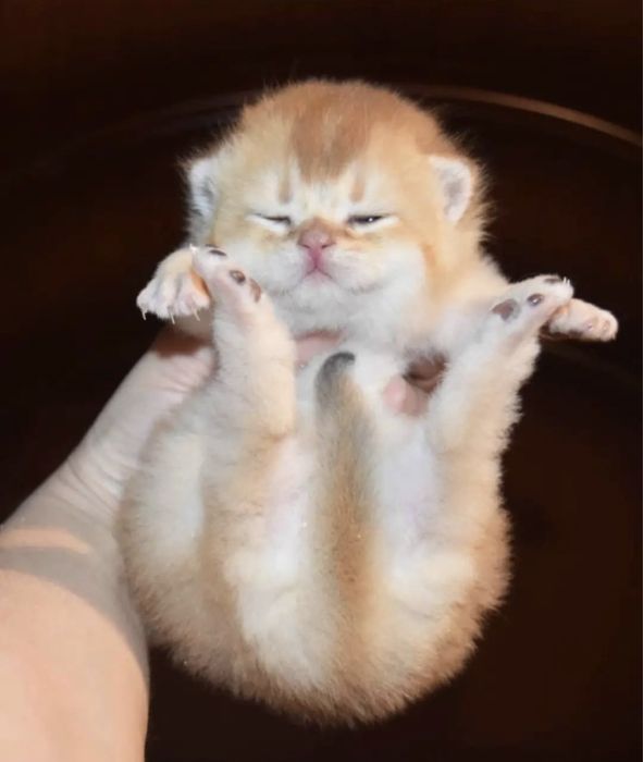 Золотые котята шиншилята