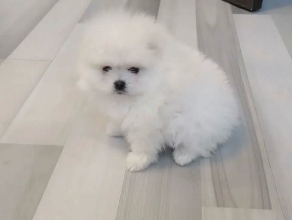 Белый шпиц мальчик