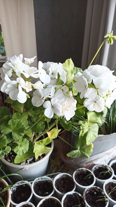 Пеларгония зональная ( герань)