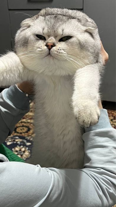 Serebristiy shinshilla