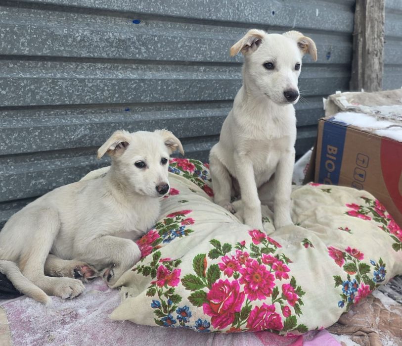 Отдам в хорошие руки