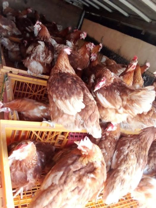 Găini roșii outoare rasa issa Brown prima serie