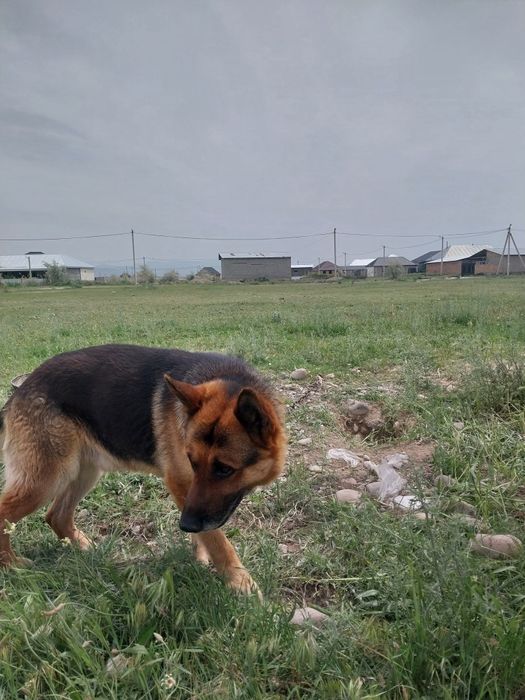 Продаётся собака парода немецкий овчарка