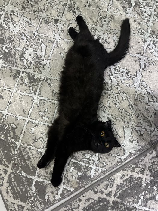 Скотиш фолд Кошка