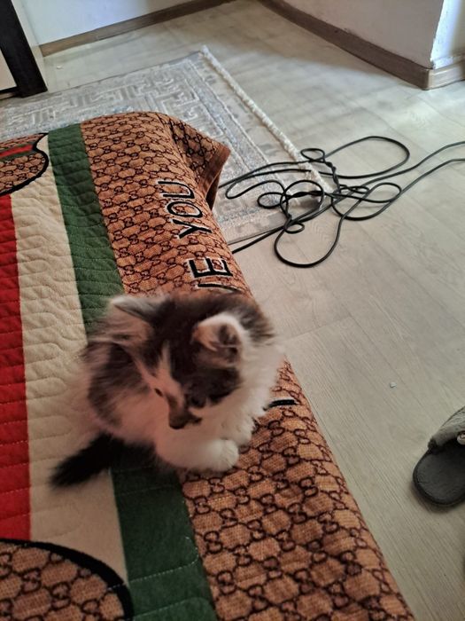 Котята мальчики 3 месяца