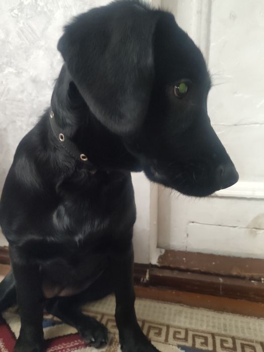 Срочно продам щенка Лабрадора