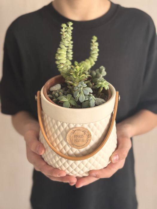 Комнатные растения интерьерные суккуленты