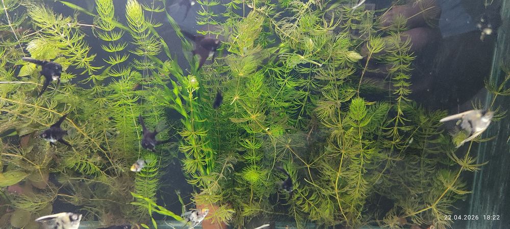 Скалярии ( мраморные, черные, вуалевые) .