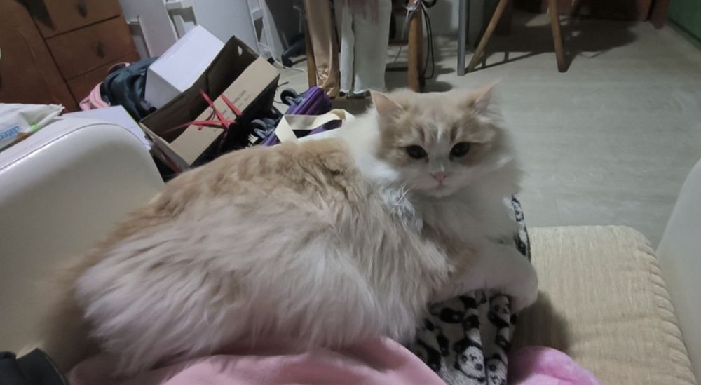 9-месечна женска Ragdoll mix котка