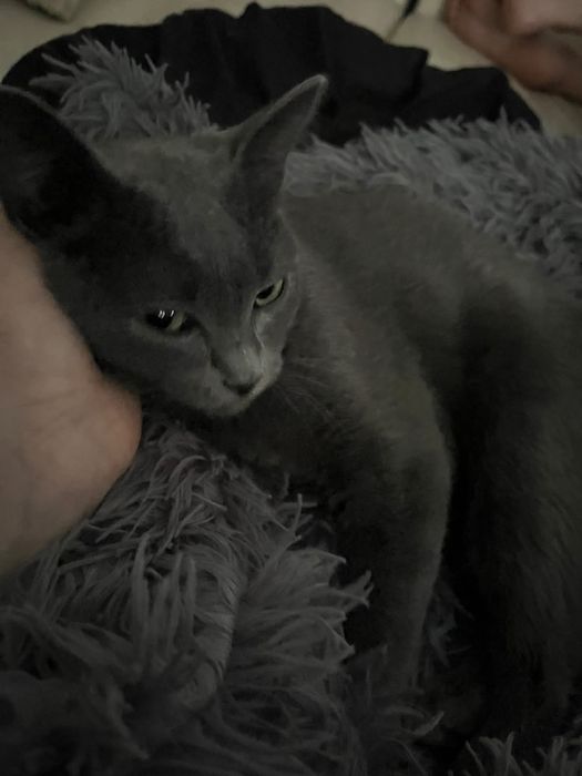Ищет дом кошечке