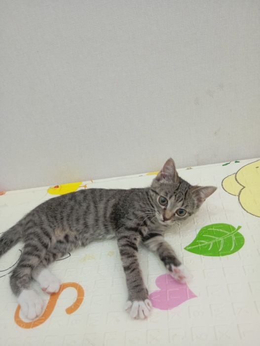 отдам котенка в добрые руки