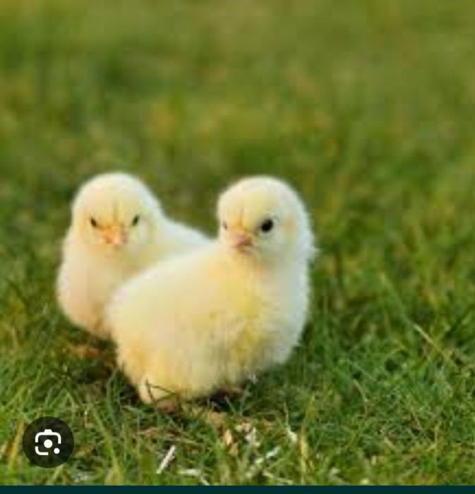 Продам цыплят домашних кур