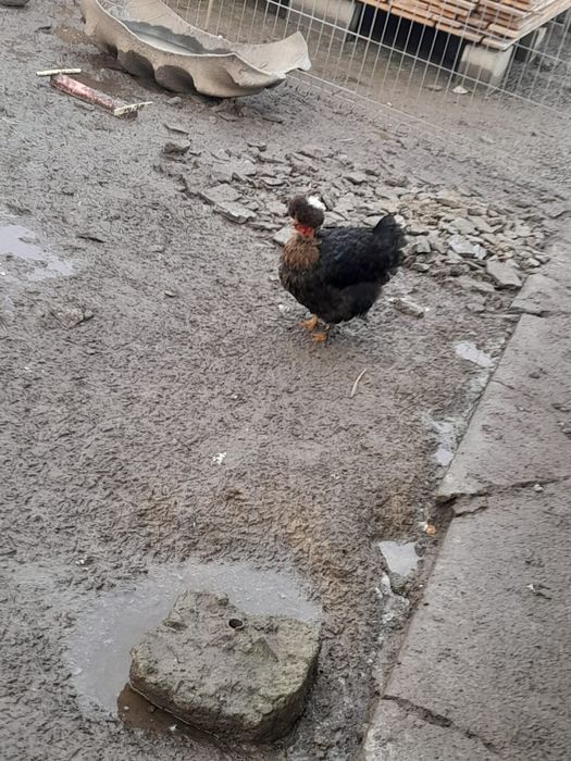 Găini și cocoși strumski