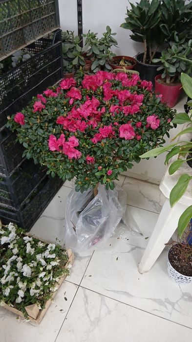 Азалия Azalia Azalea большой куст для подарки отличные выбор