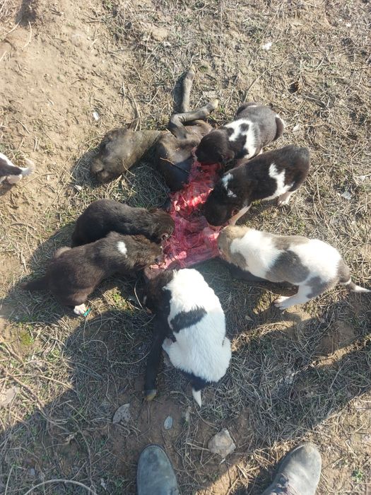 Щенок, Алабай, САО. Собака