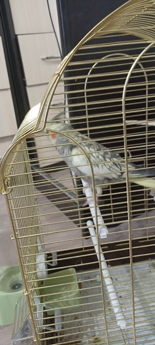 Продам ручного  попугая