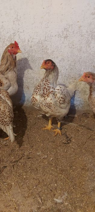 Disponibile gaini și cocos combatant indian