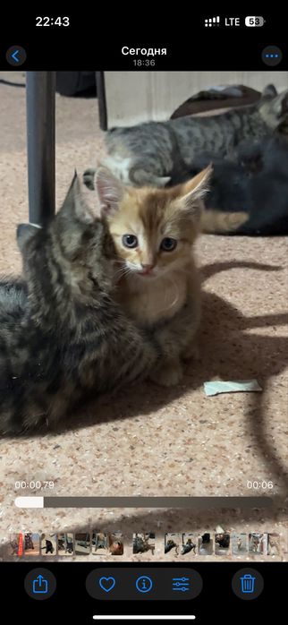 Отдам котят бесплатно