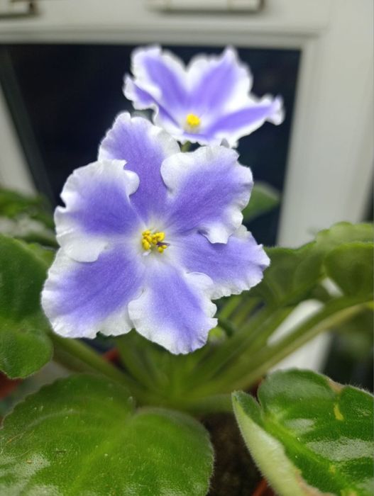 Продаются фиалки