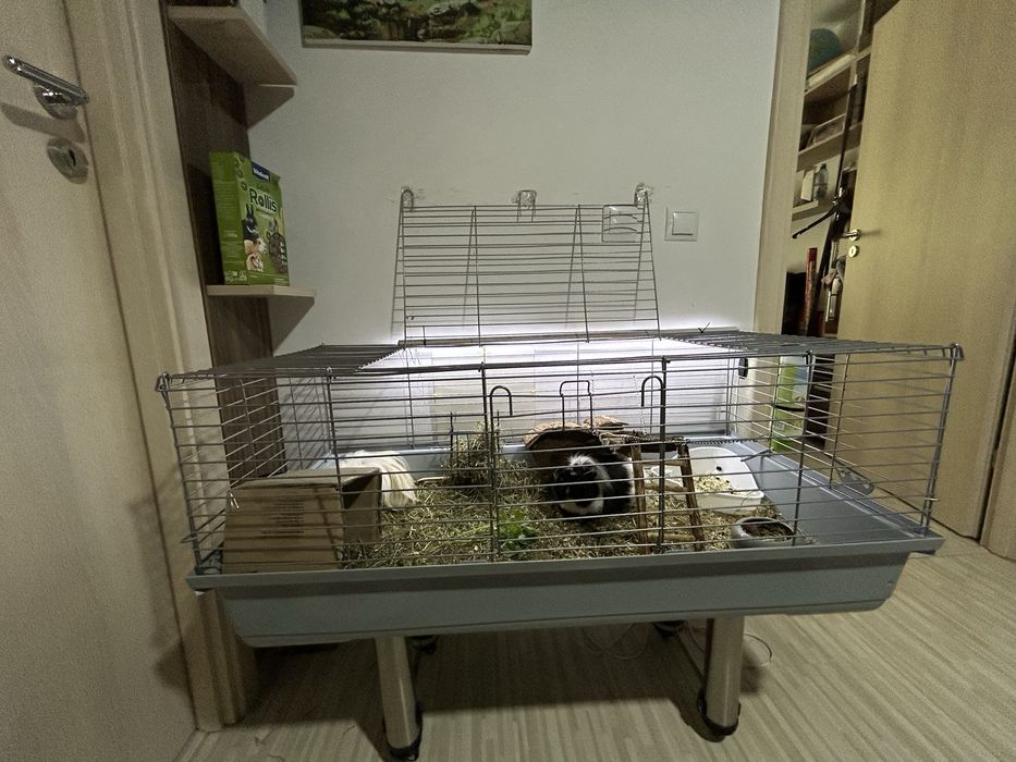 Donez 2 porcusori de guineea, impreuna cu ei vand cusca si accesoriile necesare.