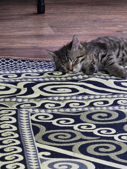 Котенок мальчик 4 месяца