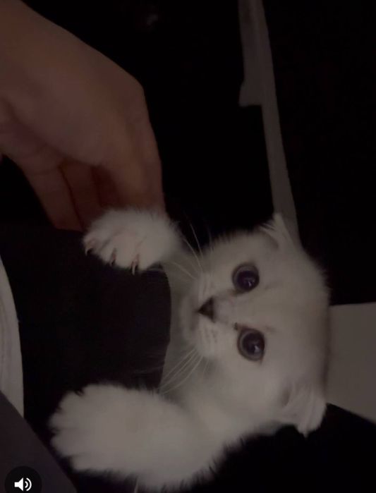 Котёнок Шотландский вислоухий