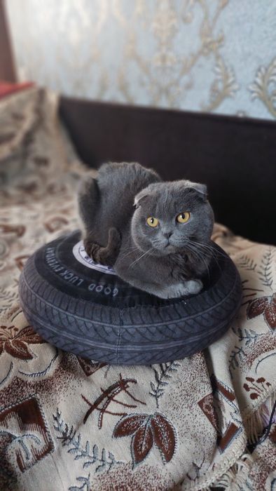 Вязка кот 2 года